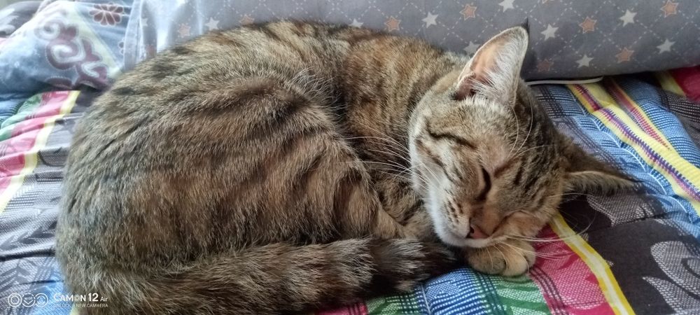 Котенок бесплатно