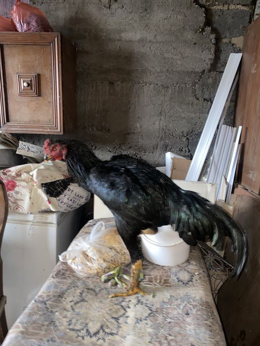 Петух дакан бойцовый