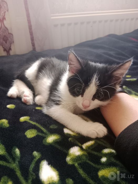 Котята, бесплатно