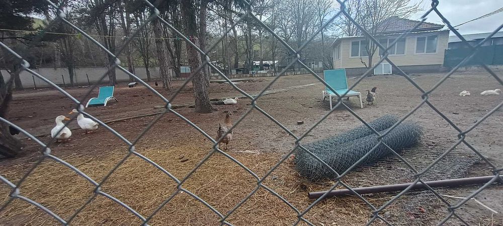 Продавам зайци, петли и патици за консумация + декоративно козле
