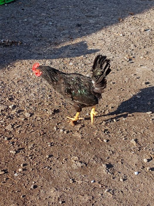 Продам Молодых петушков