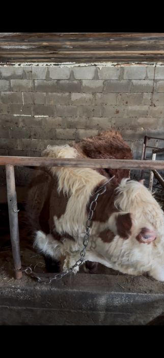 Продам 3 быка с откорма 2х летки