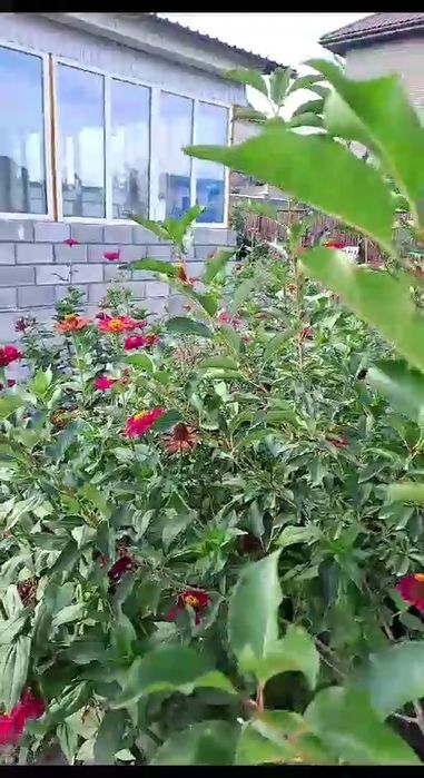 Продам жастар 1. времянку люкс