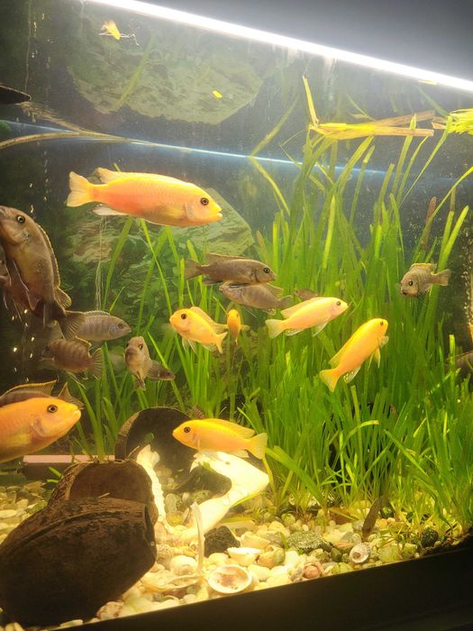 Декоративни рибки