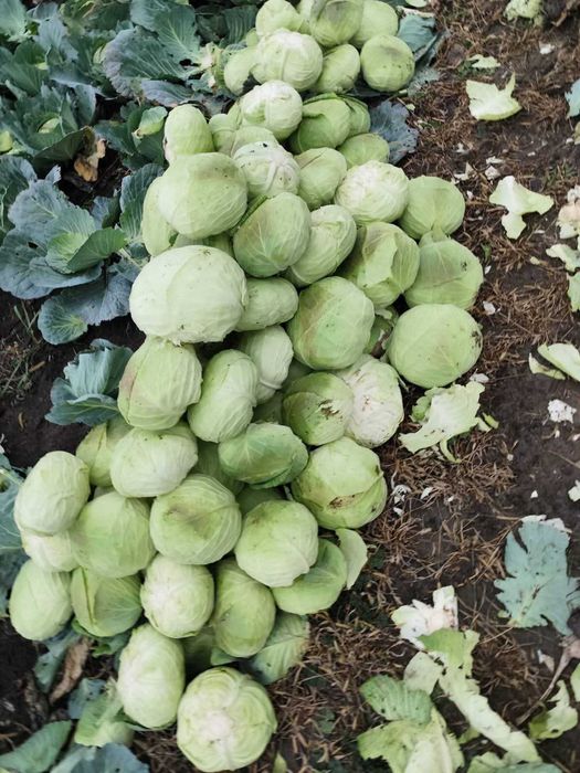 Varză de vânzare. 1 leu kg