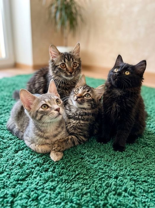 Котята , в добрые руки.