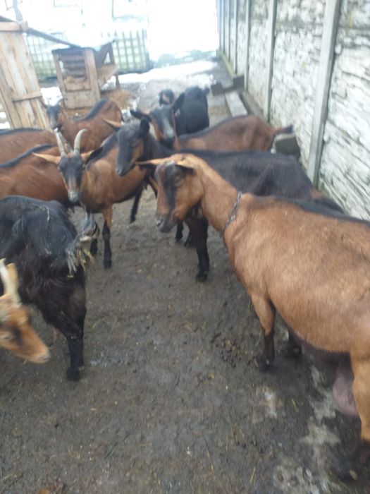 Capre Alpine Franceze