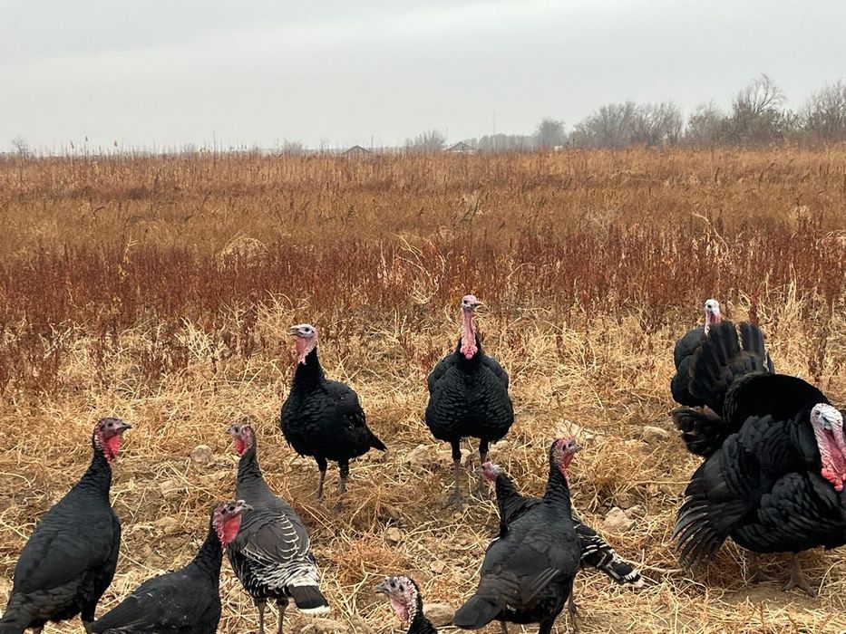 Үндік сатылады..
