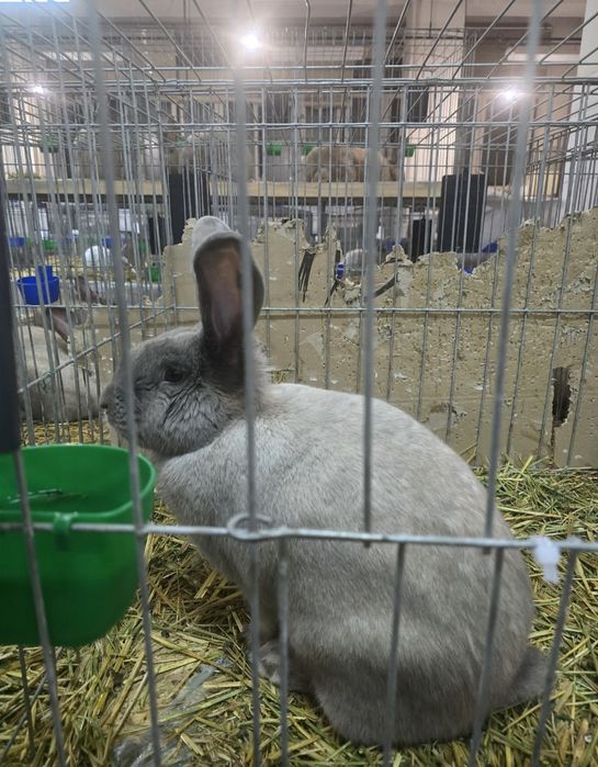 Vand iepuri secuiesc salander albastru!