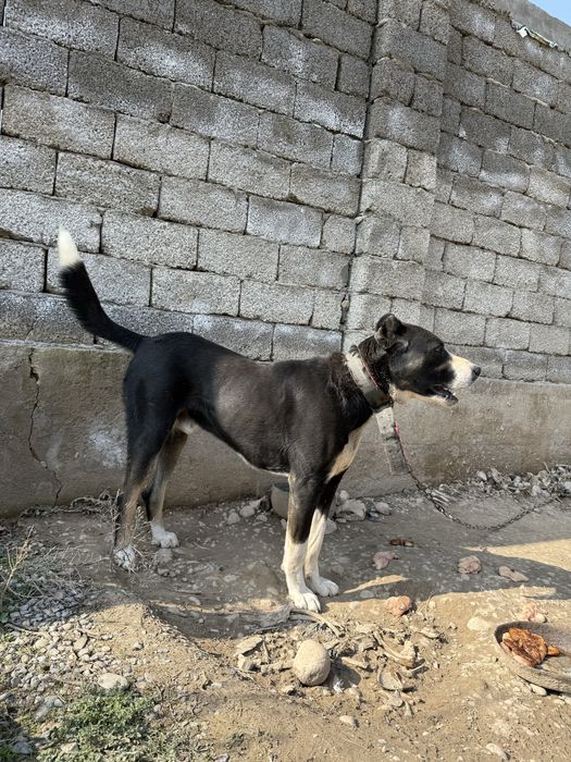 Продам собаку,  Сао