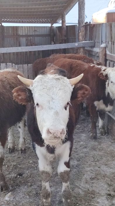 Продам бычков подсосов