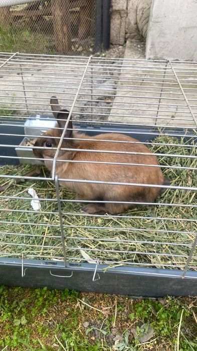 Кролик коричневый самец