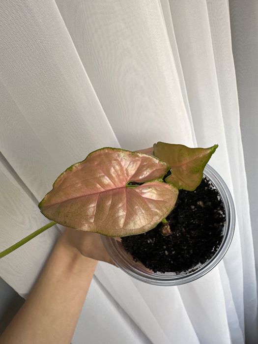 Сингониумы сортовые