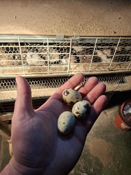 Пъдпъдъчи яйца пресни 0,15 € за бр.