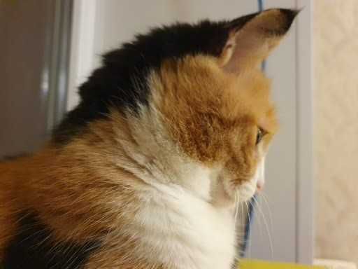 Отдам в хорошие руки. Даром.