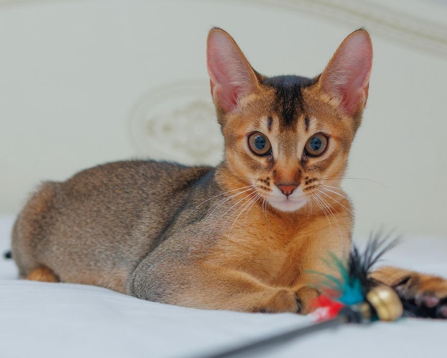 Абиссинский котенок