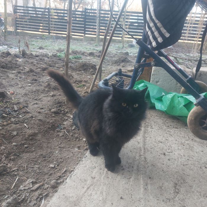 Donez pisici foarte frumoase