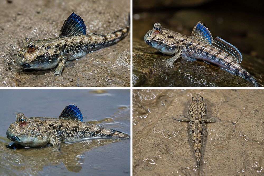 Pește Săritor Nămol Periophthalmus papilio Mudskipper Pește Exotic Apă Sărată Paludariu Acvariu Tropical Specie Rară Sănătos Exemplu Premium