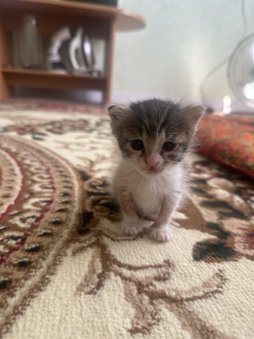 Отдам котенка бесплатно