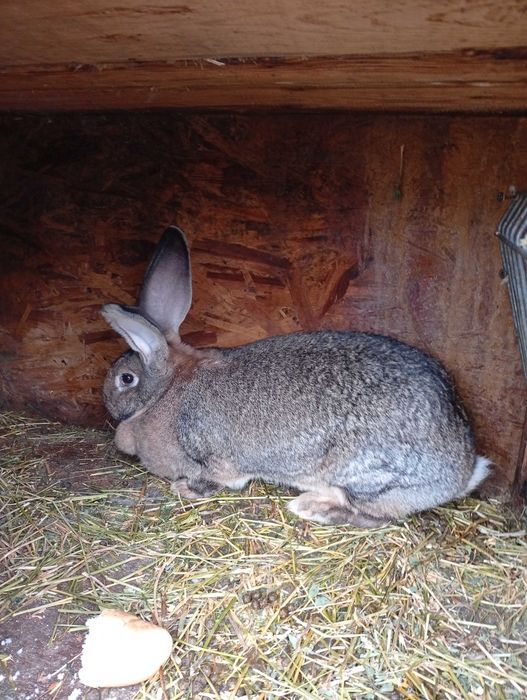 Vând  pereche de iepuri uriaș german