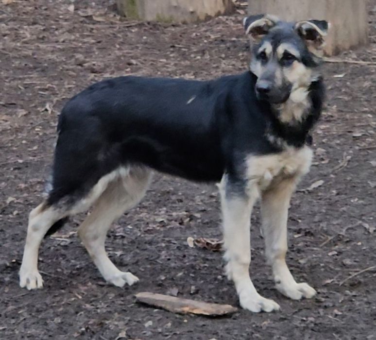 Девочка восточно европейской овчарки