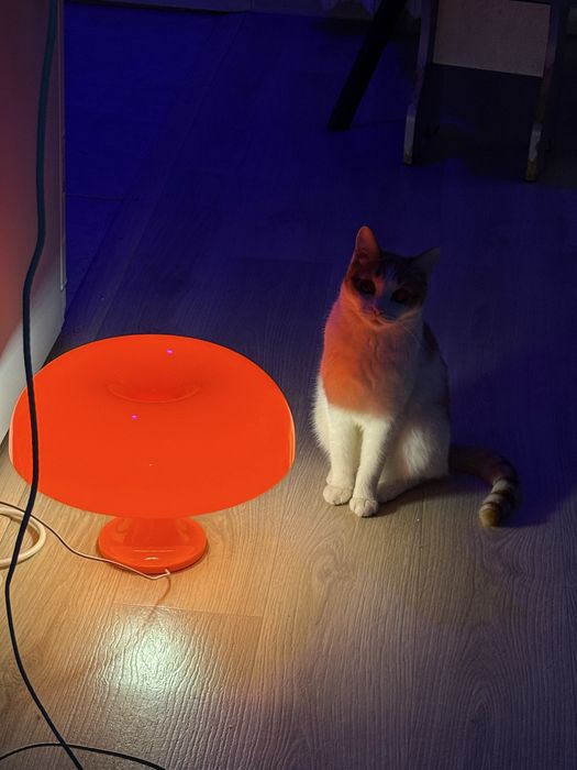 Отдам двоих, кот/кошка