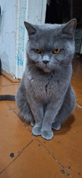 Котята  британские короткошерстые