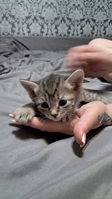 Отдам котят в хорошие руки