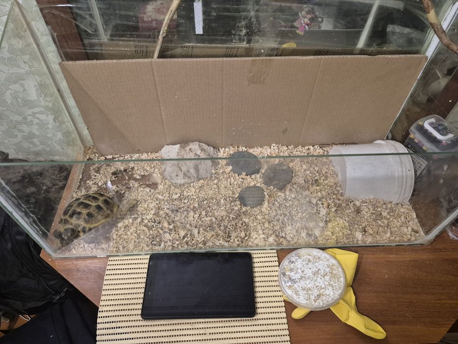 Черепаху девочку