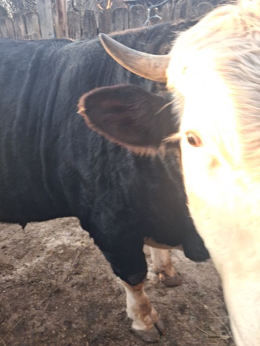 Vând Tqur vitel Angus