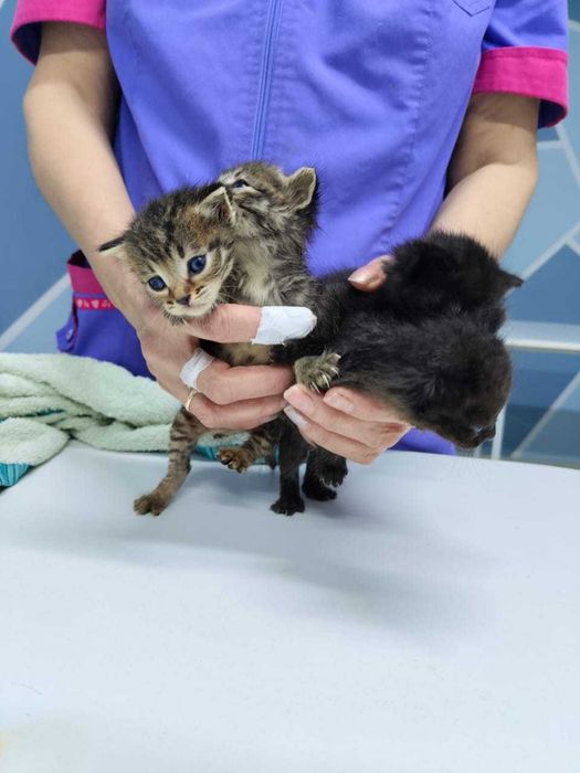 Прекрасные Котята в добрые руки