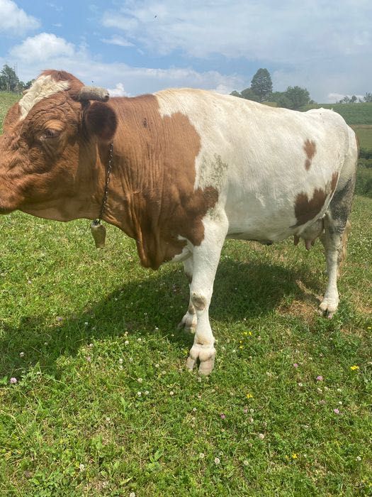 Vaca de vânzare