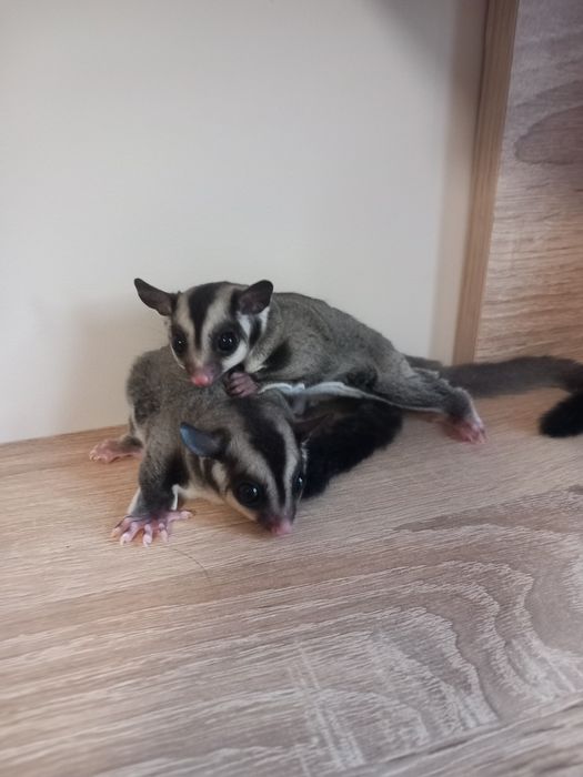 Захарна катеричка