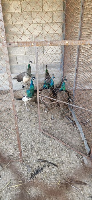 Продам индийских павлинов