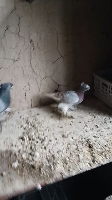 Голуби сиреневая голубка