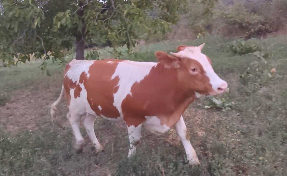 Vând junică gestantă