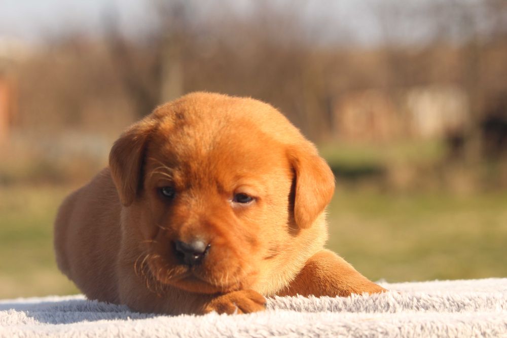 labrador pui foxred cu pedigree