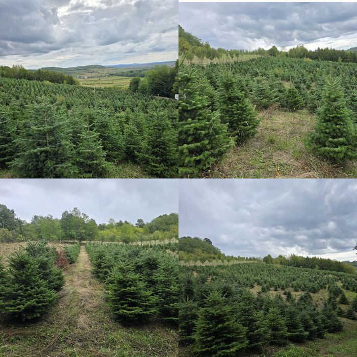 Brad Nordmann en-gros de vanzare 
Brad Nordmann/Brad de Craciun/Brad n