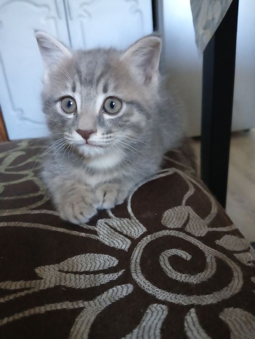 Котёнок домашний