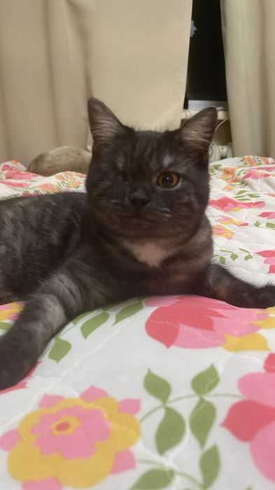 Отдадим даром кошечку!