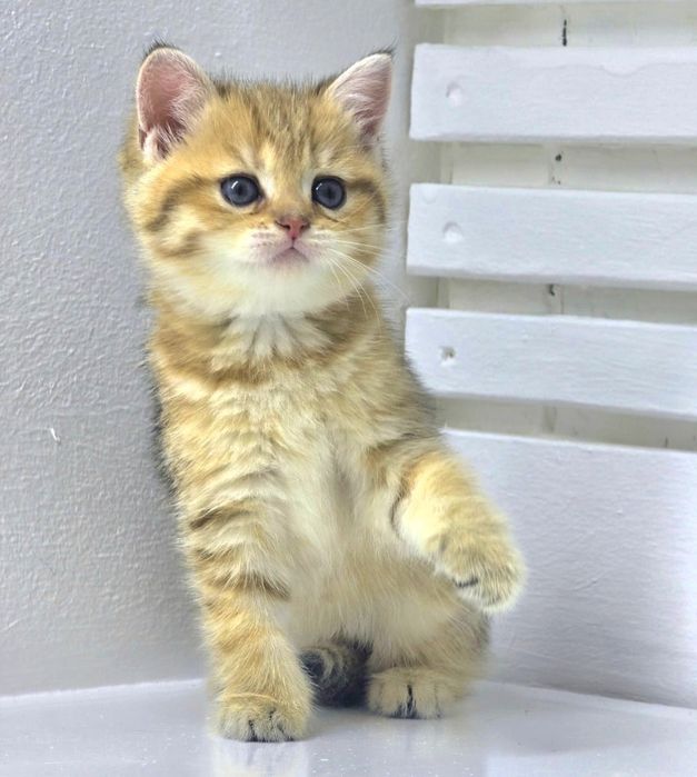 Кошечка британскаяя #
