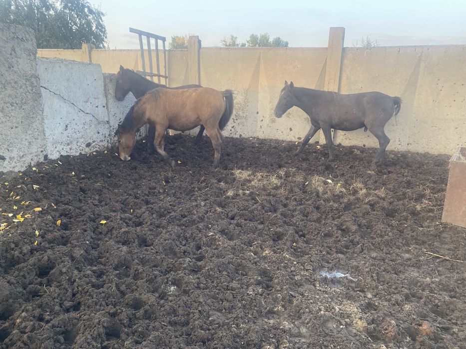 Продам тайчики кобыл жеребчиков