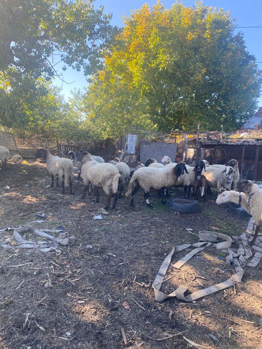 Продавам 15 Овце,1 коч,агнета и шилета