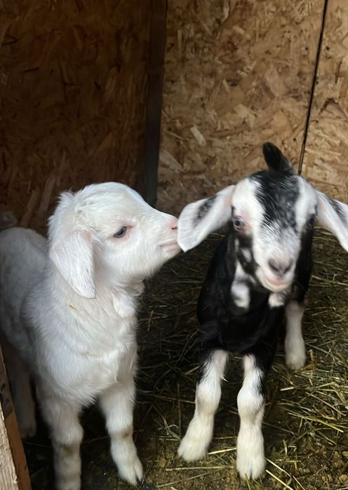 Козлята девочки и мальчики альпо/англонубийцы