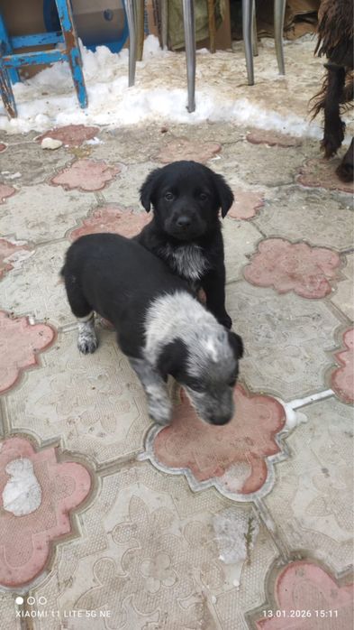 Отдадим в добрые руки щенят,мальчики и девочки.