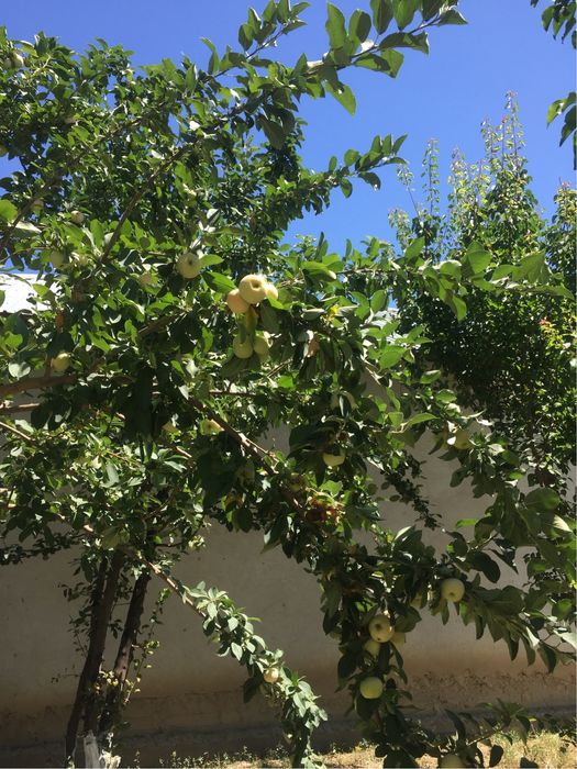 Уй сатылады шанхайдан