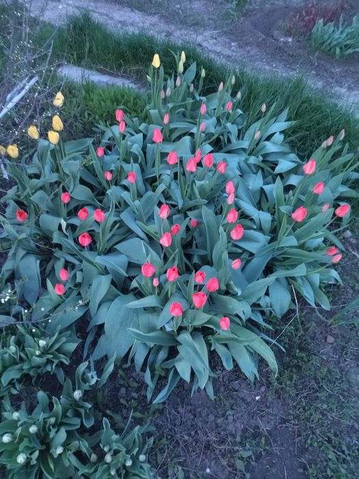 Продам цветы тюльпаны