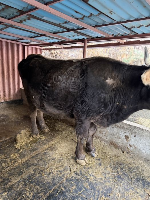 Дау сиыр сатылады