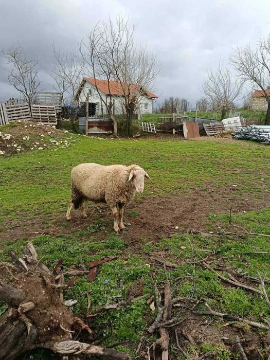 ПРОДАВАМ МЛАД КОЧ НА 2 ГОДИНИ