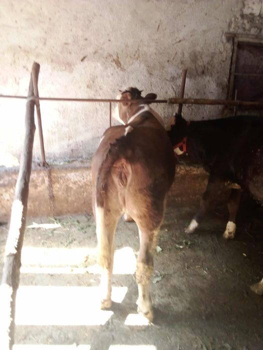 Vând vițele  de 300 kg bucata preț 5500 bucata preț negociabil